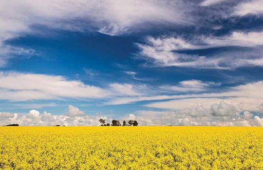 美しい畑が広がるクレア Clare Fields