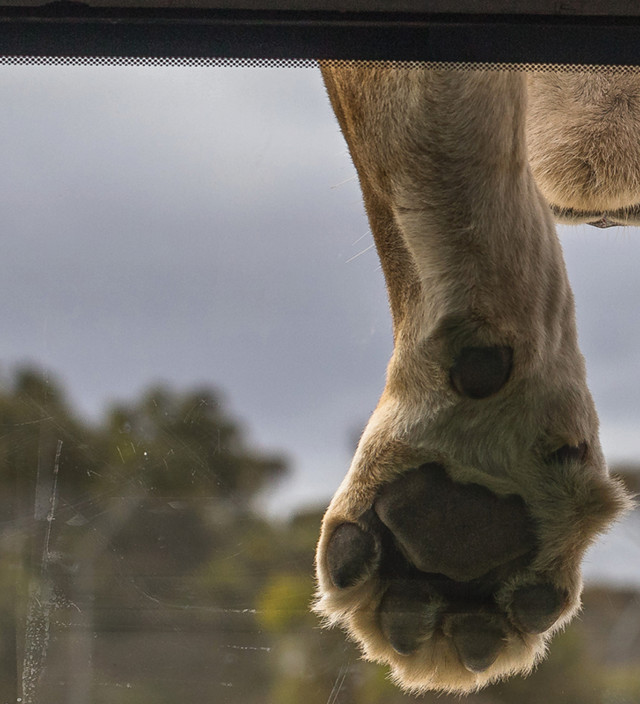 マレー川、湖、クーロンでのおすすめアクティビティベスト8