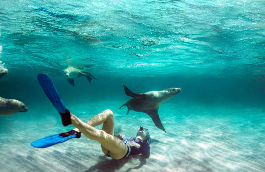 アシカと一緒に泳ぐ、エア半島 Sea Lion Swim, Eyre Peninsula