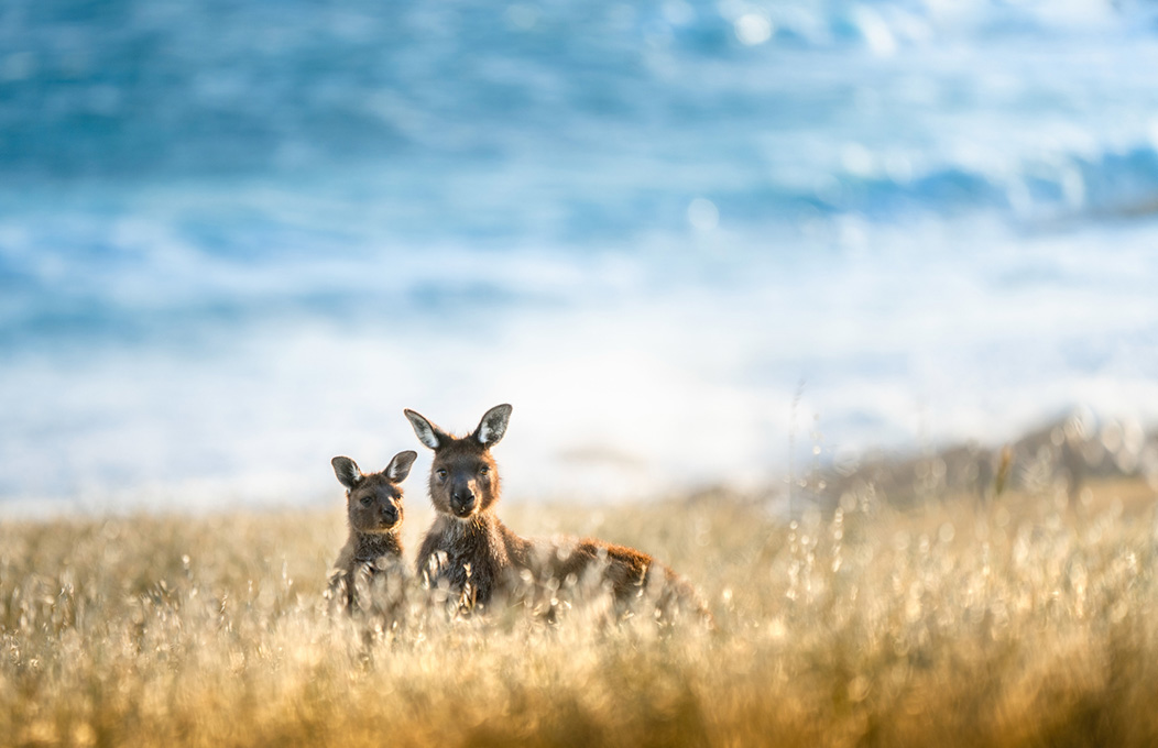ウイロビー岬、カンガルー島　Cape Willoughby, Kangaroo Island
